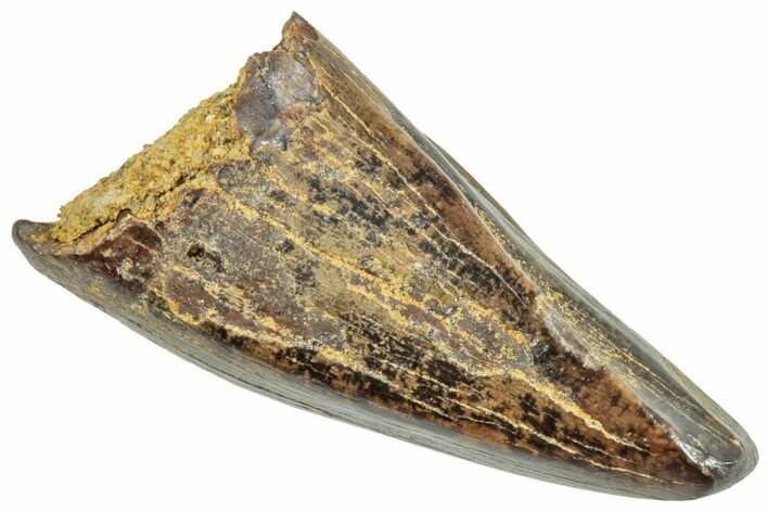 Juvenile Tyrannosaur Premax Tooth - Montana #245868